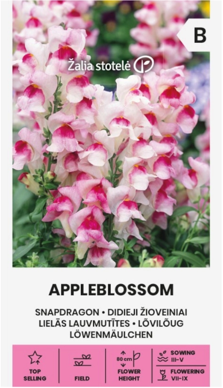 Lwia paszcza Appleblossom odmiana o pięknych kwiatach nasiona Žalia stotelė sklep rajogrodnika